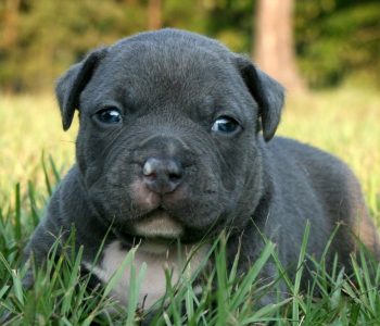 cute-pit-bull-puppies-pitbull-dogs-perros-jpg-319756 (1)